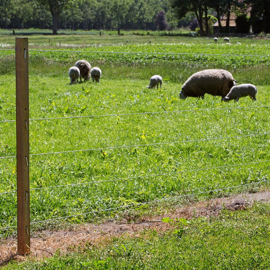 Pulsara Verzinkt staaldraad 2 mm 25 kg