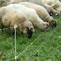 Gallagher Quattro paal 1,00 m (10 stuks)