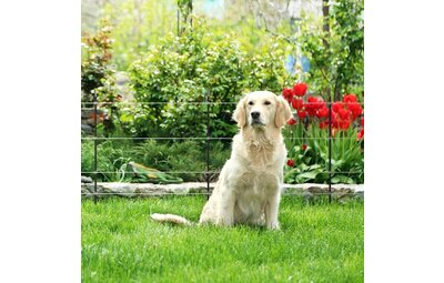 Afrastering voor honden