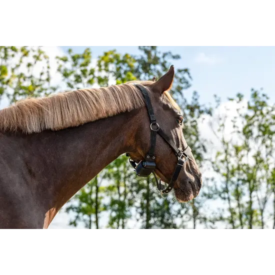 Birth Alarm Premium Plus App