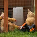 Goodnature® A24 automatische Ratten- & Muizenval set