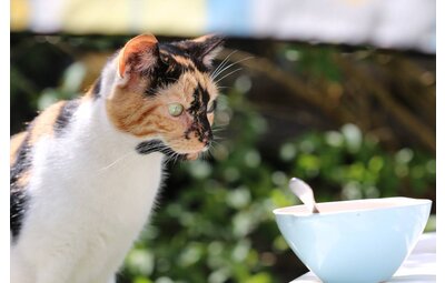 Katten schrikdraad