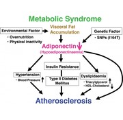 Adiponectin blood test