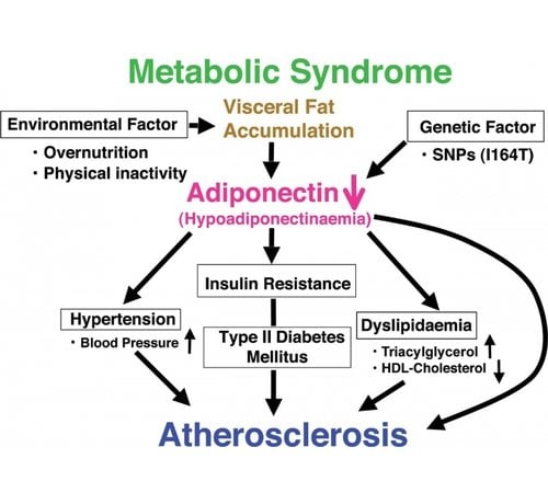 Adiponectin insulin resistance and artheriosclerosis