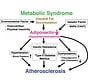 Adiponectin insulin resistance and artheriosclerosis