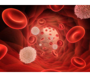 Iron, Transferrin Saturation and Ferritin