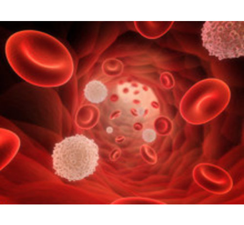 Iron, Transferrin Saturation and Ferritin