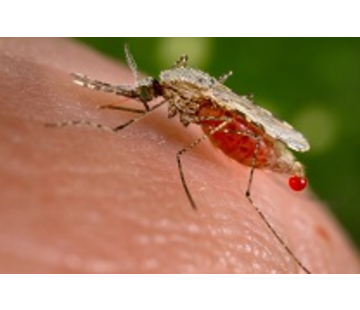 Malaria