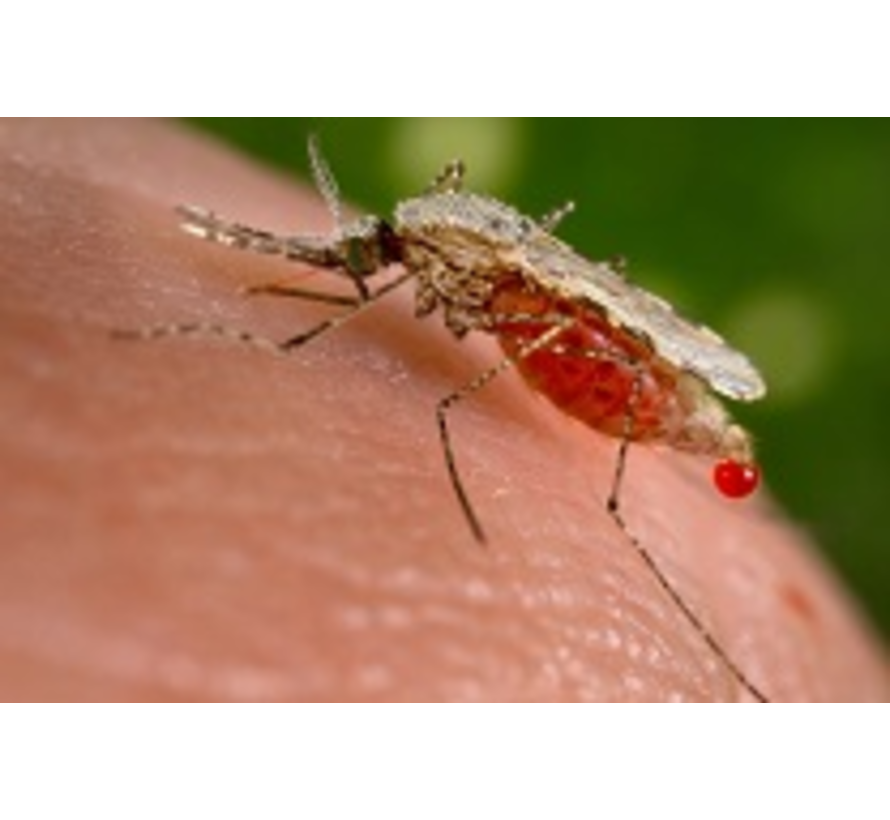 Malaria test parasietbesmetting