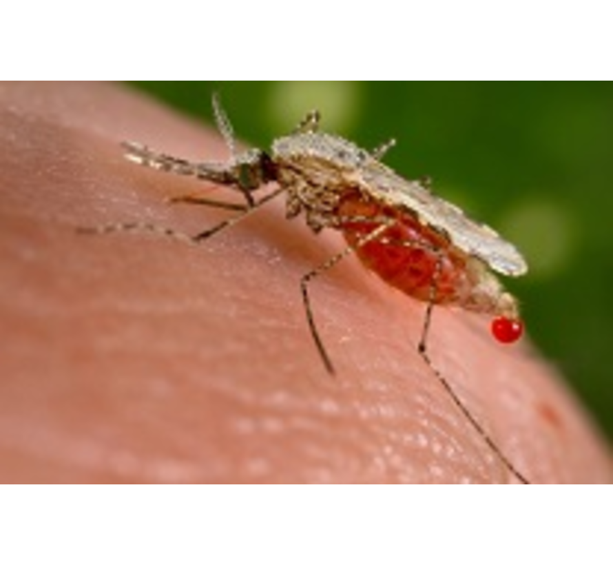Malaria