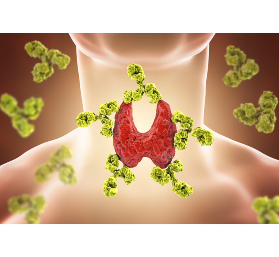 Thyreoglobulin antibodies anti-TG thyroid