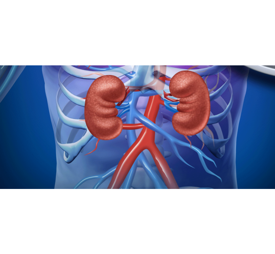 Urea Kidneys