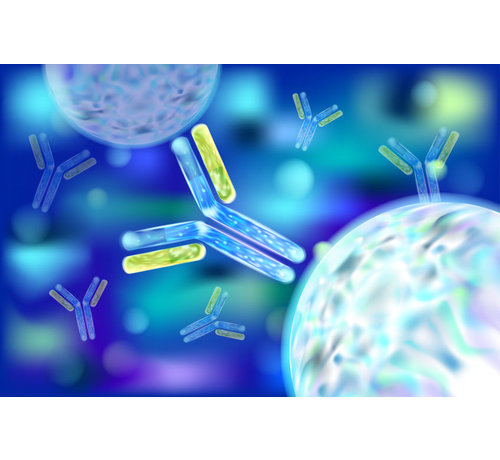 Intrinsic factor antistoffen Anti-IF B12 bloedarmoede