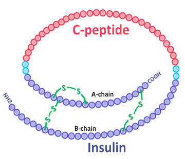 C-peptide