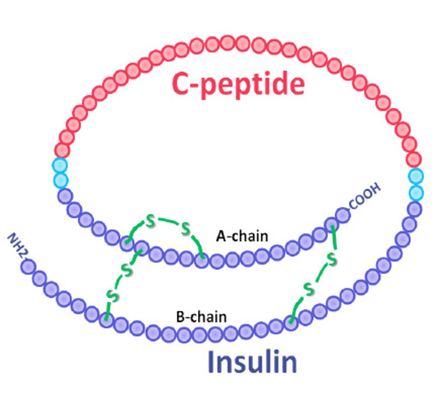 C-peptide