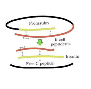 Proinsuline