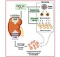 EPO Erythropoietin anemia