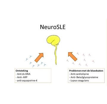 anti-dsDNA antistoffen