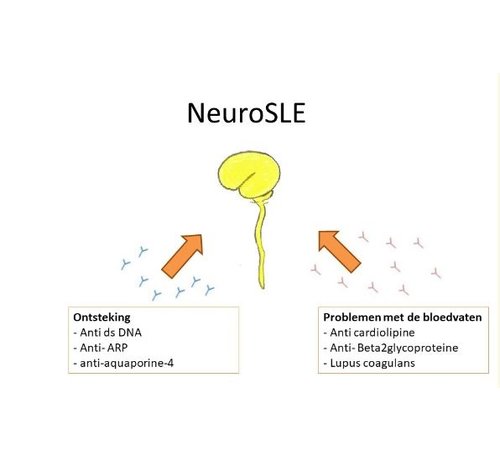 anti-dsDNA antibodies