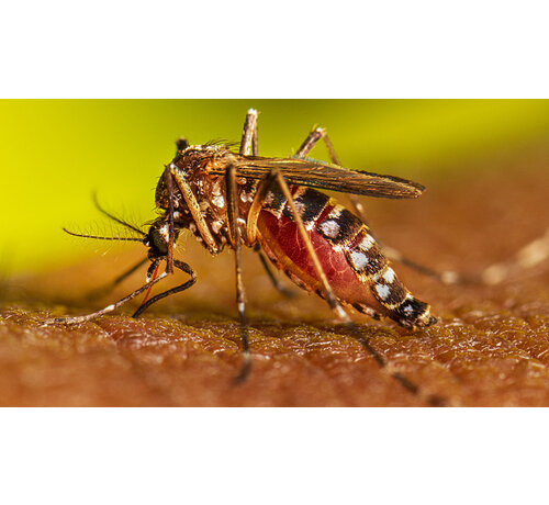 Dengue knokkelkoorts oude  besmetting