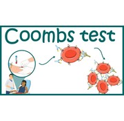 Coombs indirect test