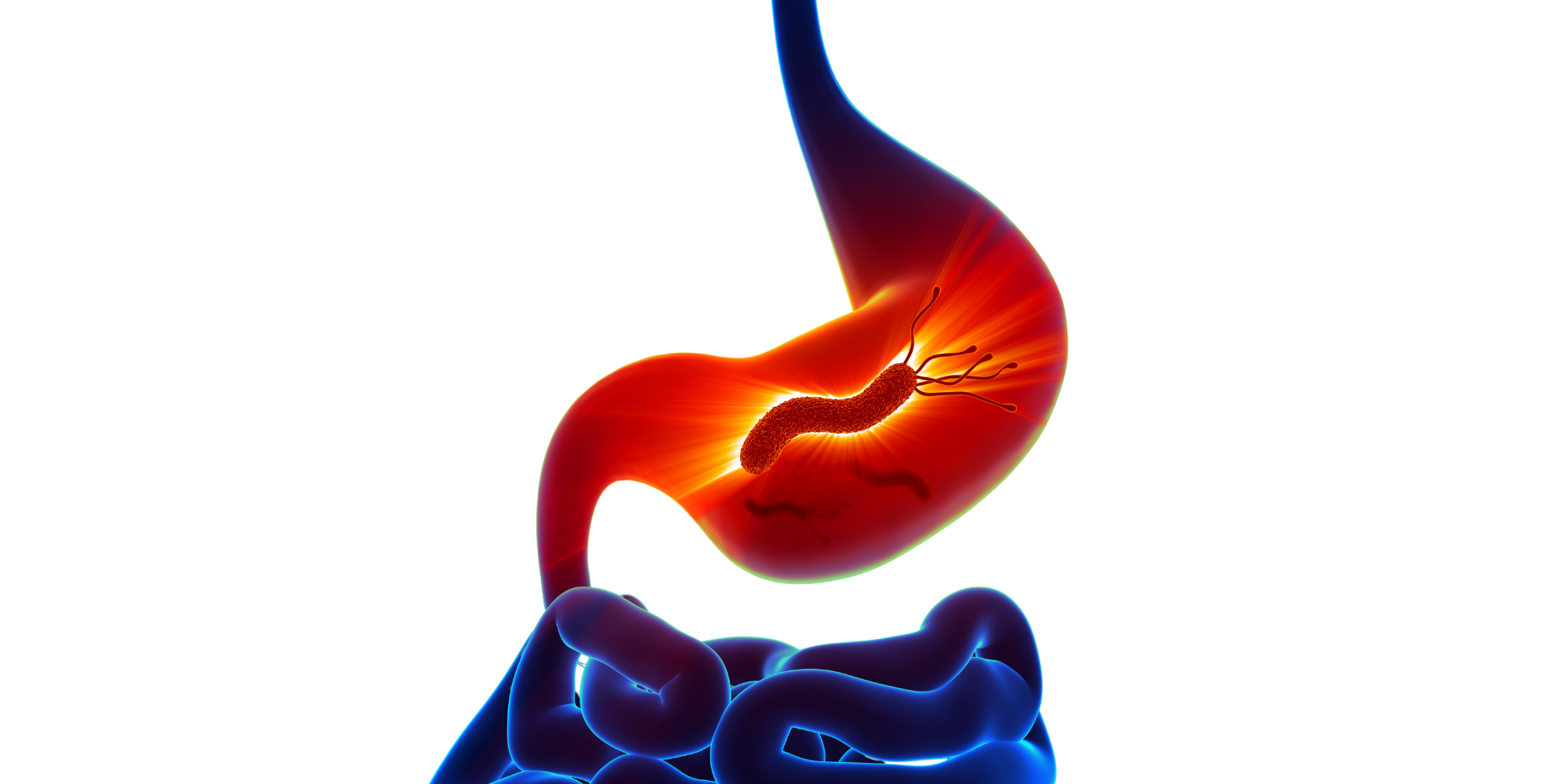 Wat is Helicobacter pylori en Hoe Kun Je Het Testen? - Bloedwaardentest.nl