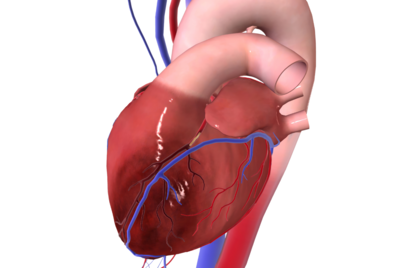 Hoe Geoxideerd LDL Jouw Risico op Hartziekten Voorspelt