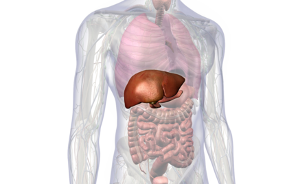 Leververvetting: Wat het is en hoe je het kunt oplossen?
