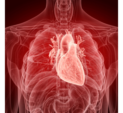 Advanced Cardiovascular Risk Panel
