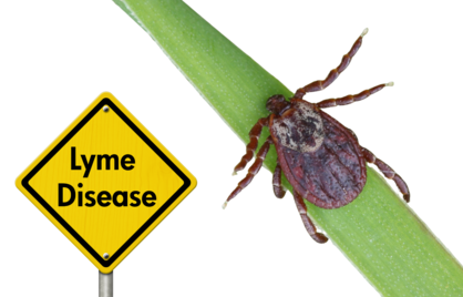 Tekenbeet? Zo herken je de symptomen en voorkom je de ziekte van Lyme