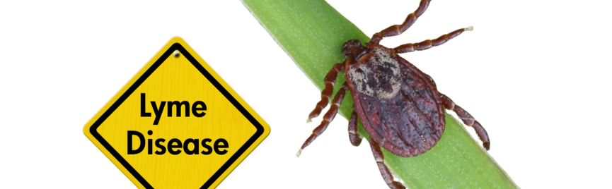 Tekenbeet? Zo herken je de symptomen en voorkom je de ziekte van Lyme