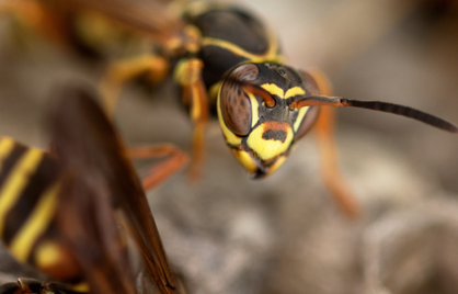 Nooit uitzuigen: zo behandel je een wespensteek veilig