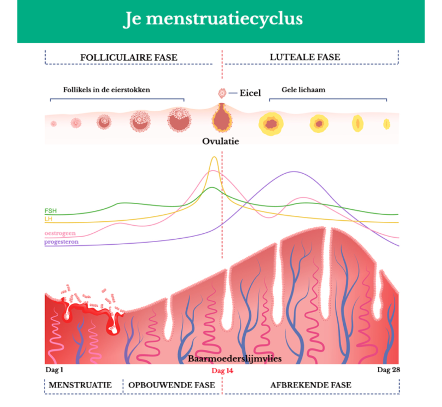 Oestradiol ook bekend als  Oestrogeen