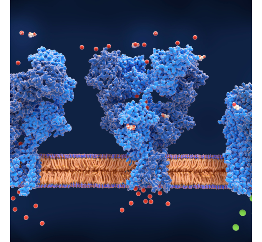 anti-NMDA receptor encefalitis
