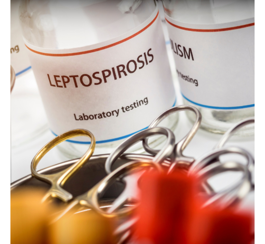 Leptospirose IgM antistoffen ziekte van Weil