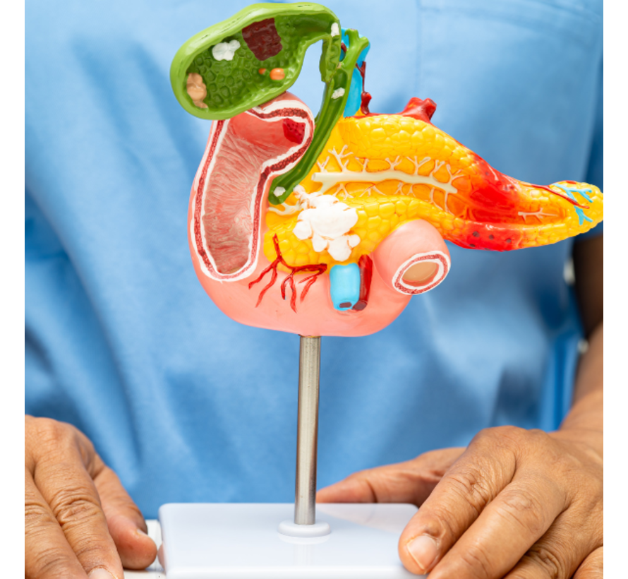 Pancreaselastase  Alvleesklier