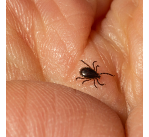 Heeft mijn Teek de Ziekte van Lyme?