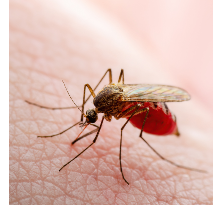 Zika Virus IgM antistoffen