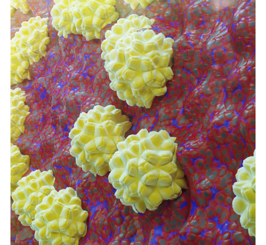 Chlamydia trachomatis-IgG  Antistoffen  bloedtest