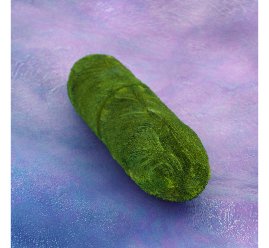 Yersiniae IgG blottest uit serum