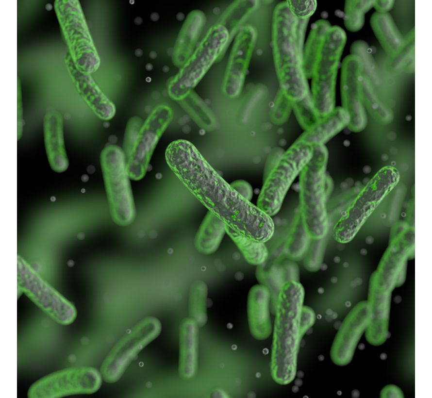 Salmonella kweek uit ontlasting