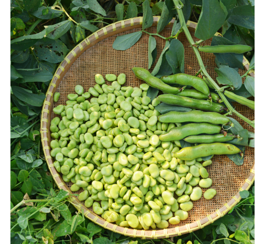 Glucose-6-fosfaat-dehydrogenase