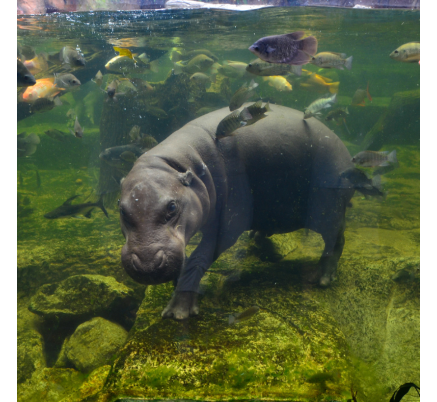 Hippozuur en methylhippozuur uit urine