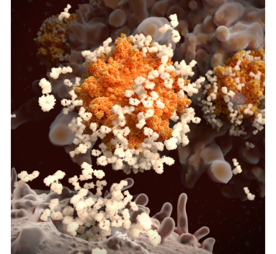 Zinktransporter 8 antistoffen diabetes