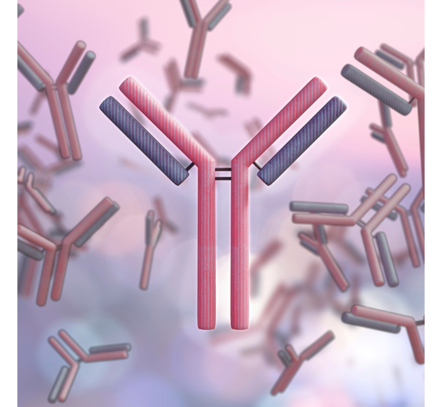 immunoglobuline, IgG2