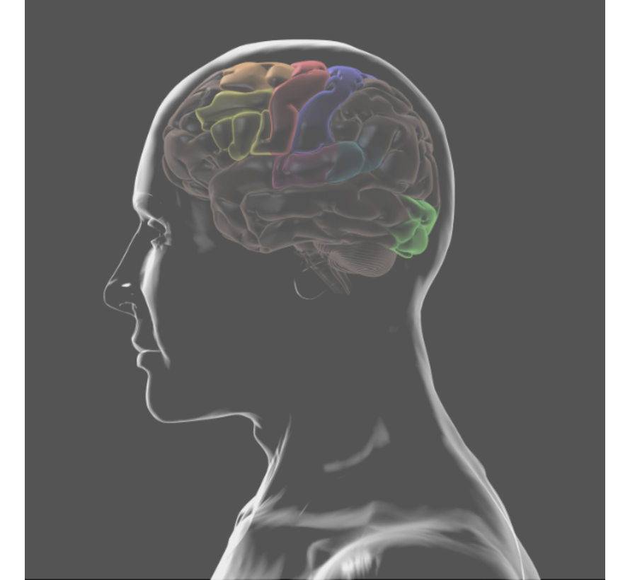 Biomarkers neuroplasticiteit
