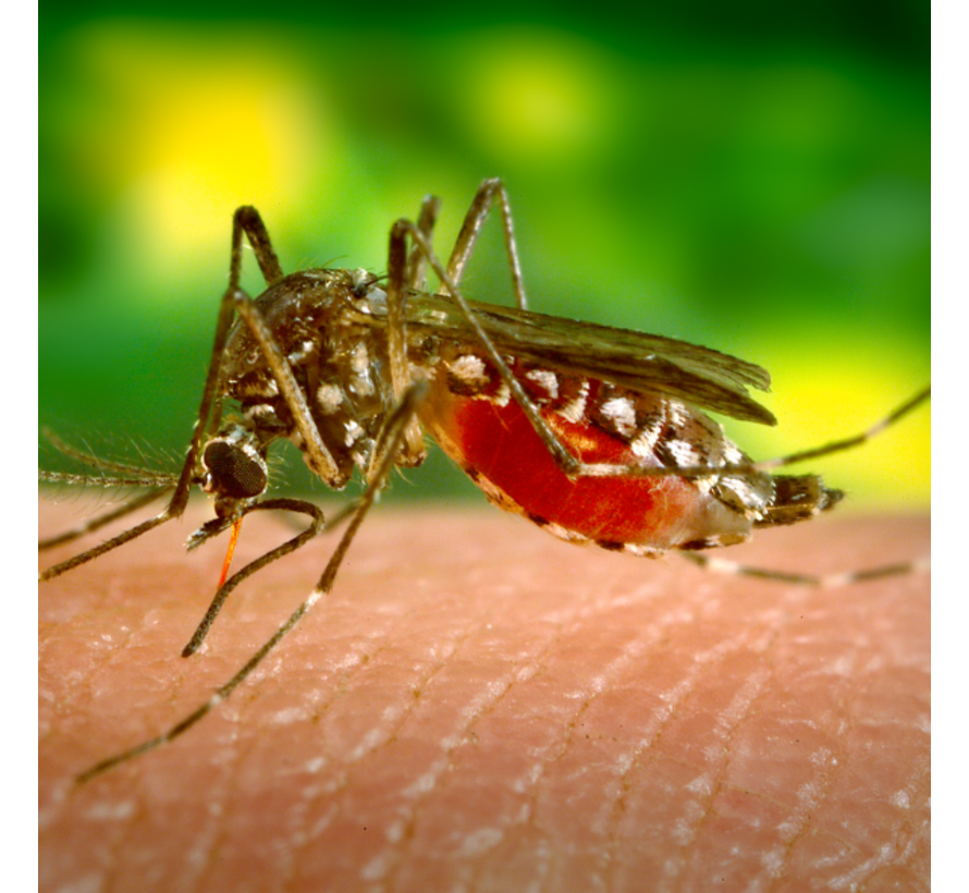Dengue knokkelkoorts oude  besmetting
