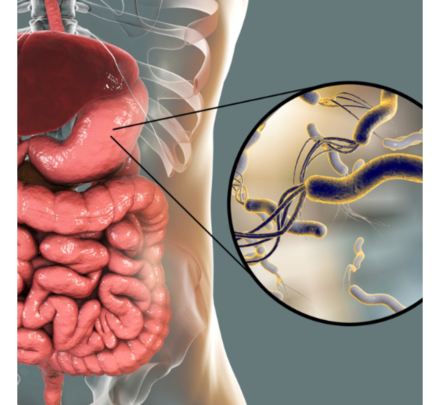 Helicobacter Pylori RP