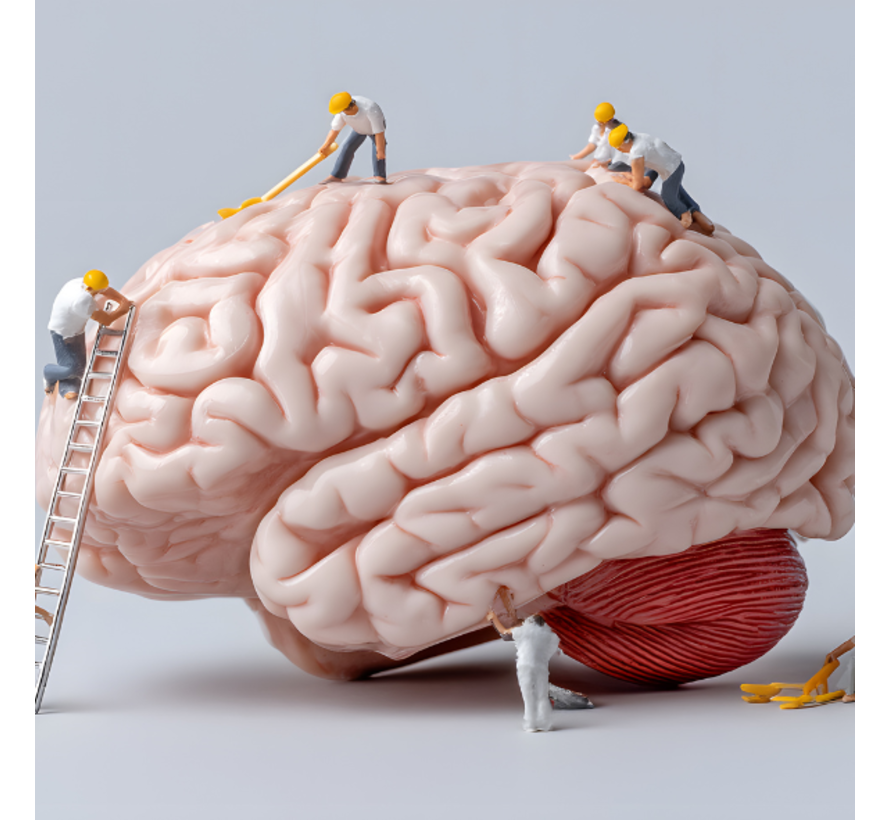 Biomarkers neuroplasticiteit Webinar