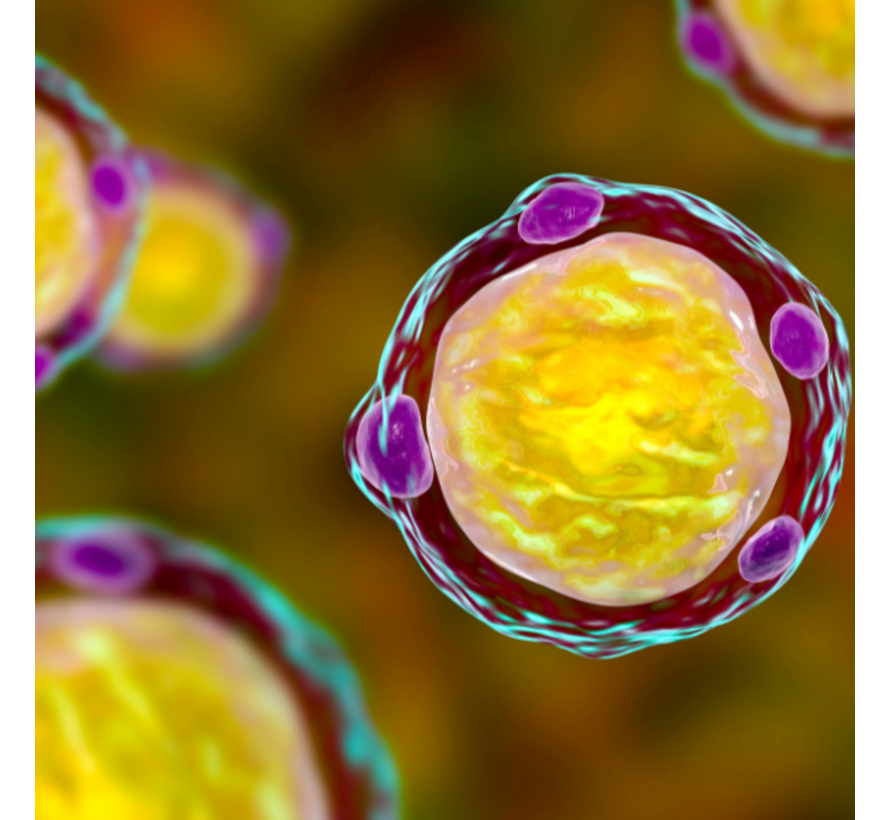 Parasiet Blastocystis Hominis in ontlasting